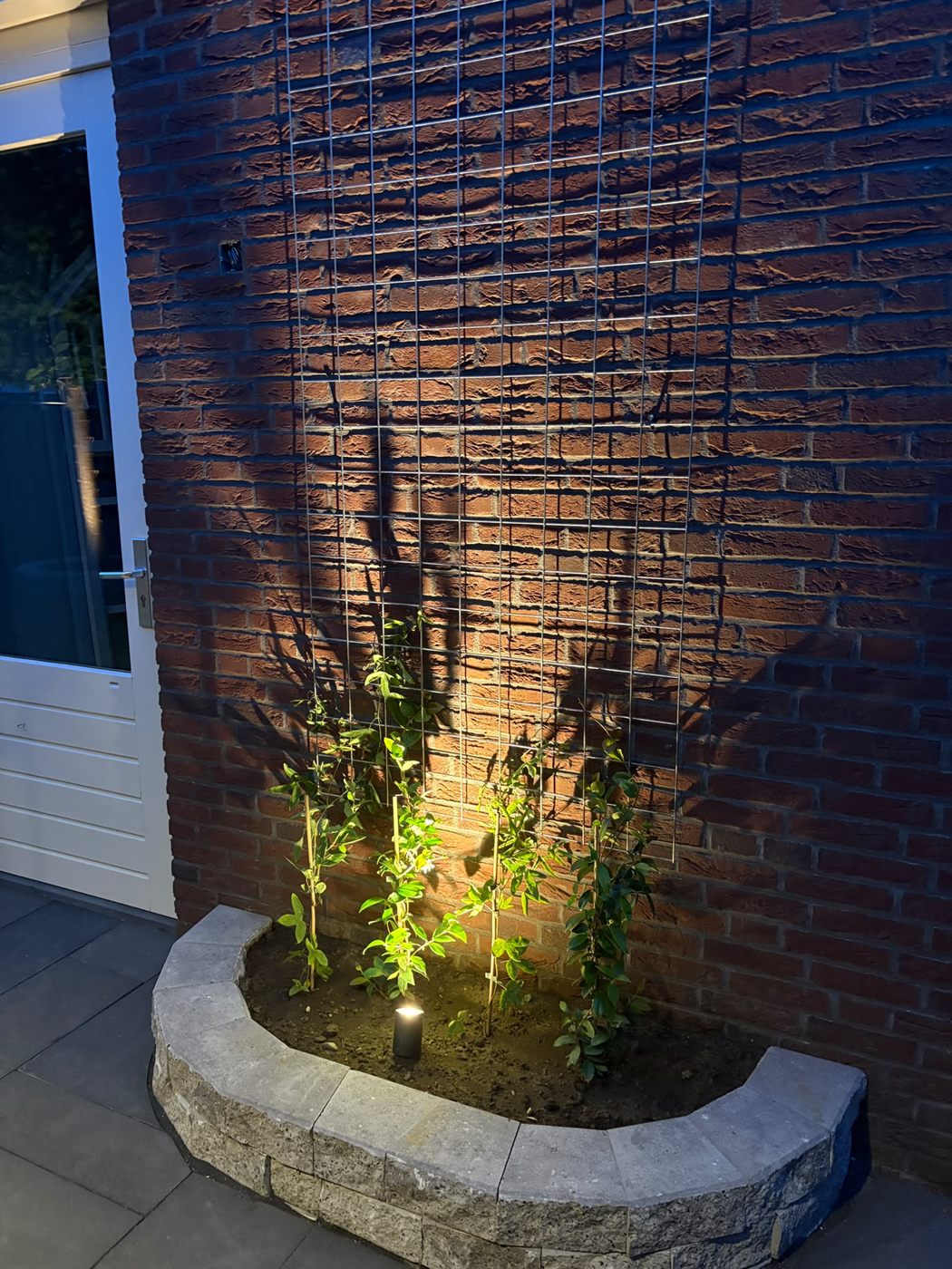 Grondspot die klimplanten en een bakstenen muur sfeervol uitlicht